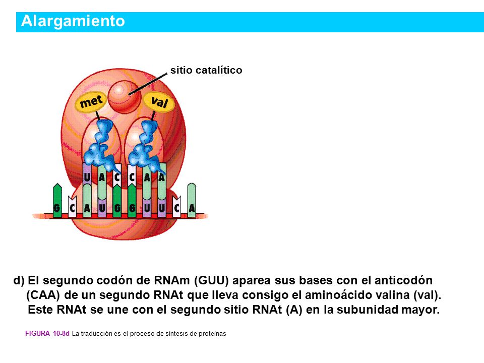 Alargamiento sitio catalítico. Figura 10-8d La traducción es el proceso de síntesis de proteínas.