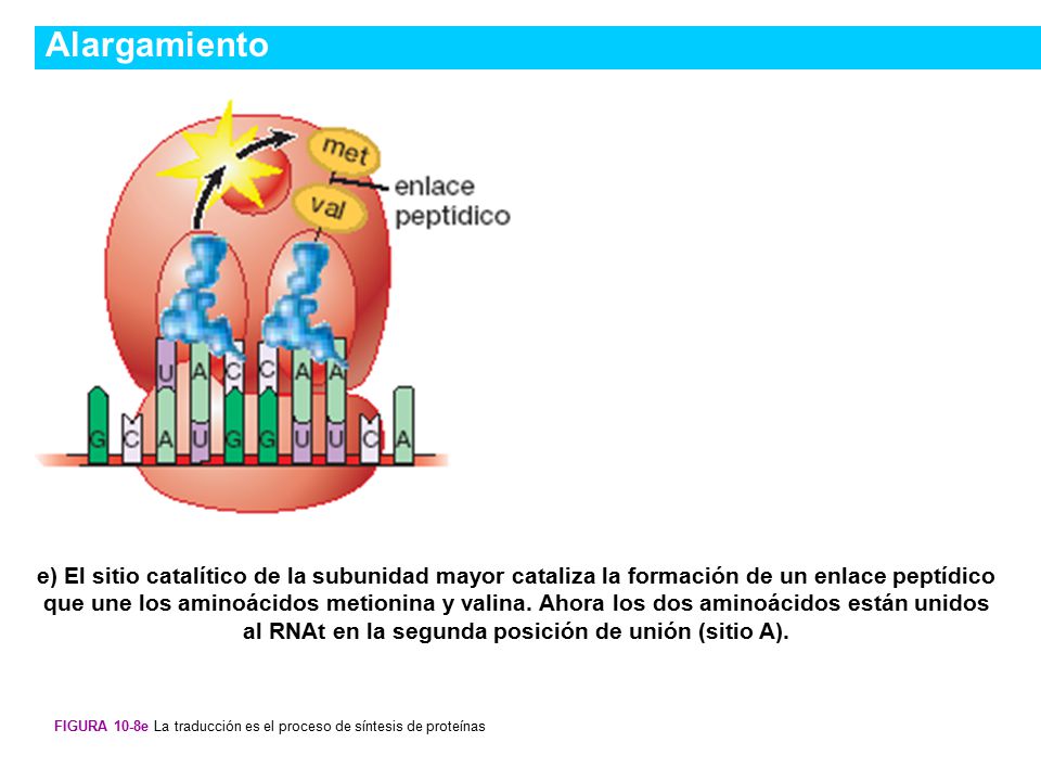 Alargamiento Figura 10-8e La traducción es el proceso de síntesis de proteínas.