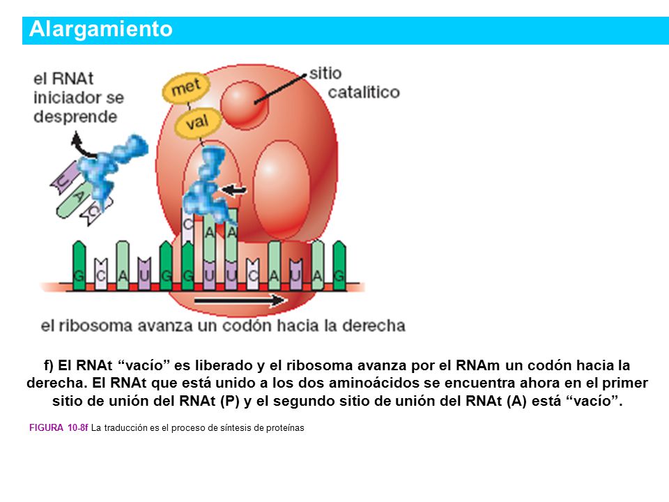 Alargamiento Figura 10-8f La traducción es el proceso de síntesis de proteínas.