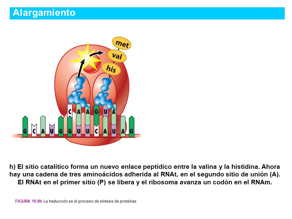 Alargamiento Figura 10-8e La traducción es el proceso de síntesis de proteínas.