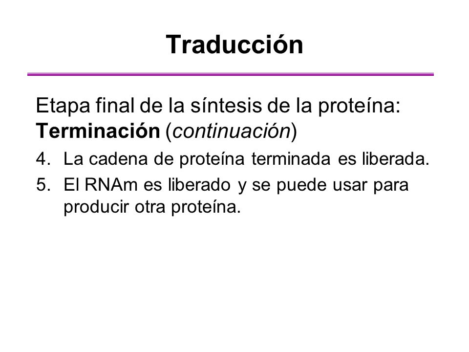 Traducción Etapa final de la síntesis de la proteína: Terminación (continuación) La cadena de proteína terminada es liberada.
