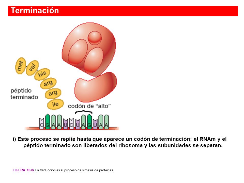 Terminación Figura 10-8i La traducción es el proceso de síntesis de proteínas.