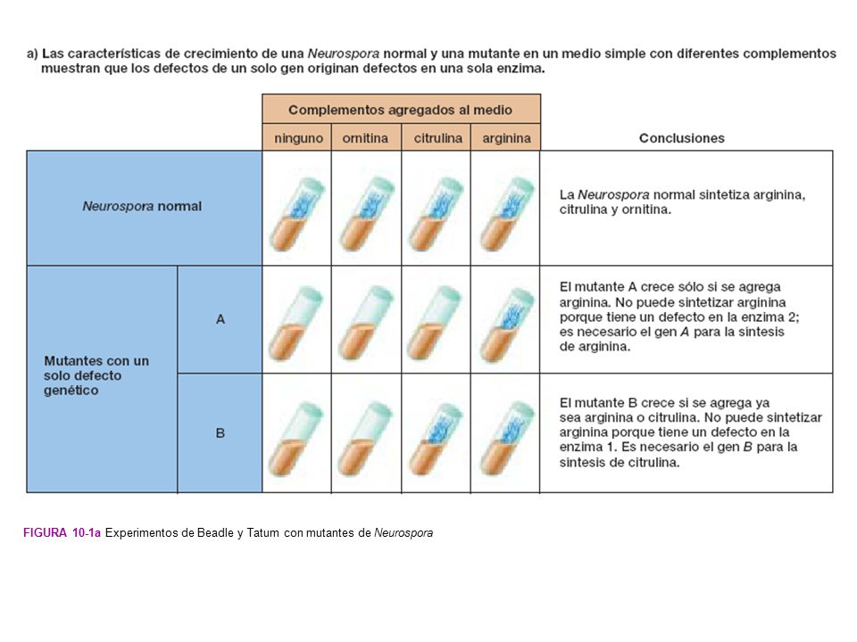 Figura 10-1a Experimentos de Beadle y Tatum con mutantes de Neurospora
