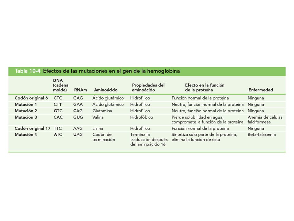 Tabla 10-4 Efectos de las mutaciones en el gen de la hemoglobina