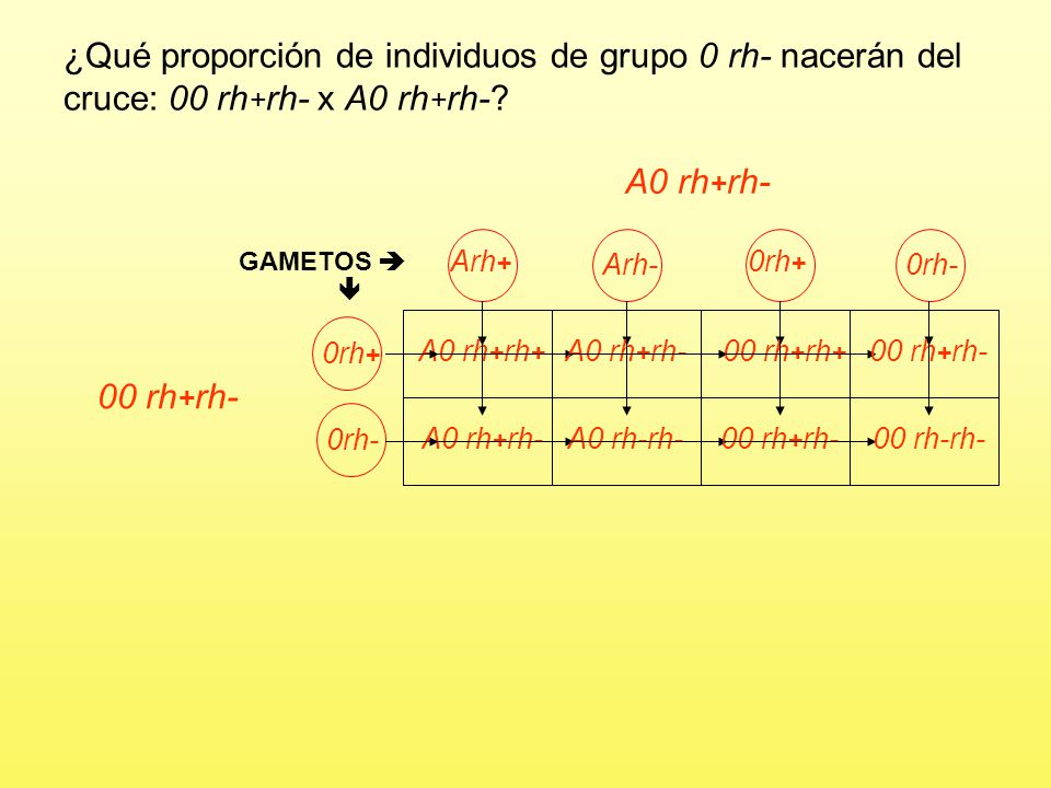 ¿Qué proporción de individuos de grupo 0 rh- nacerán del cruce: 00 rh+rh- x A0 rh+rh-