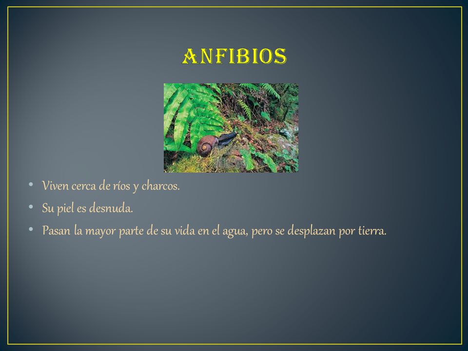 Anfibios Viven cerca de ríos y charcos. Su piel es desnuda.