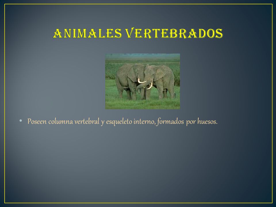 Animales vertebrados Poseen columna vertebral y esqueleto interno, formados por huesos.