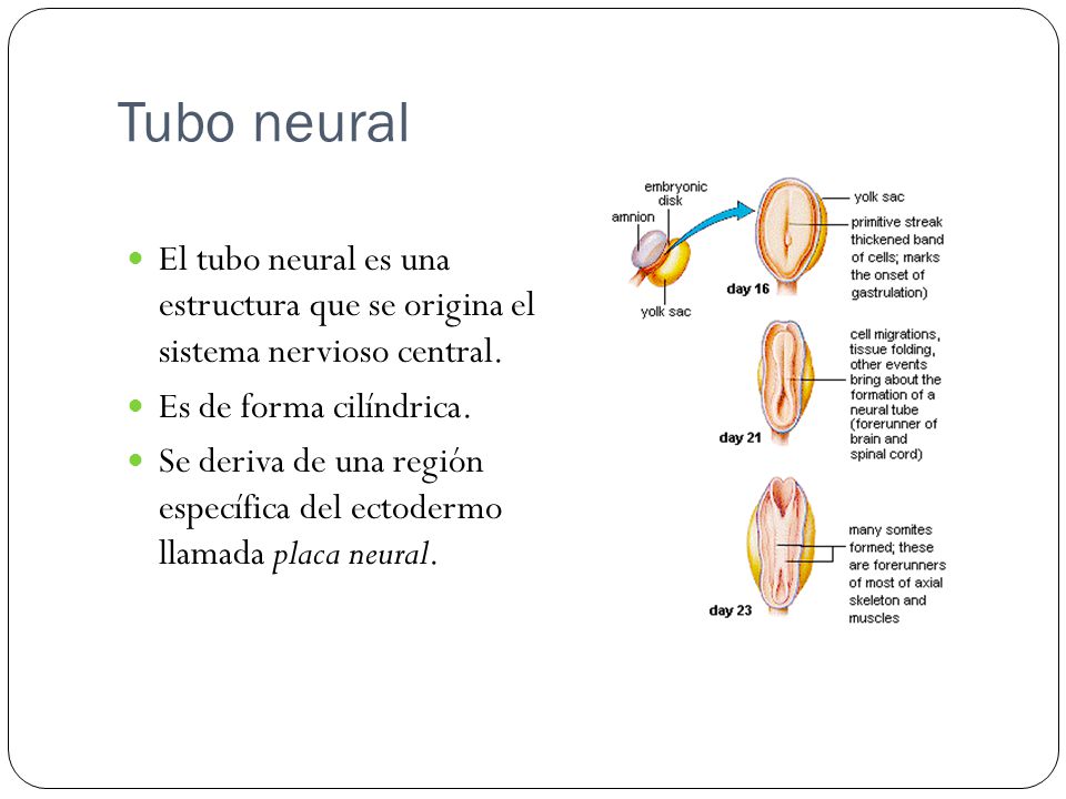 Tubo neural El tubo neural es una estructura que se origina el sistema nervioso central. Es de forma cilíndrica.