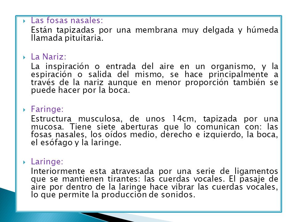 Las fosas nasales: Están tapizadas por una membrana muy delgada y húmeda llamada pituitaria. La Nariz: