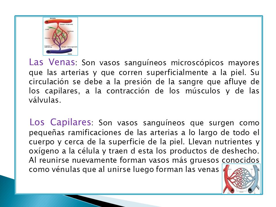 Las Venas: Son vasos sanguíneos microscópicos mayores que las arterias y que corren superficialmente a la piel.