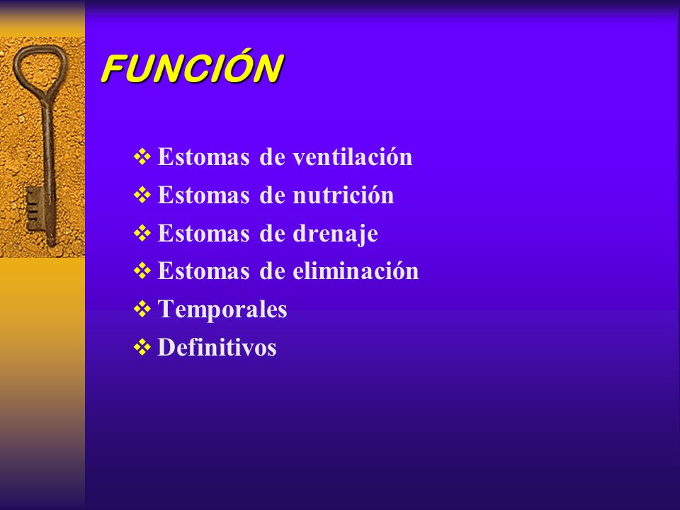 FUNCIÓN Estomas de ventilación Estomas de nutrición Estomas de drenaje