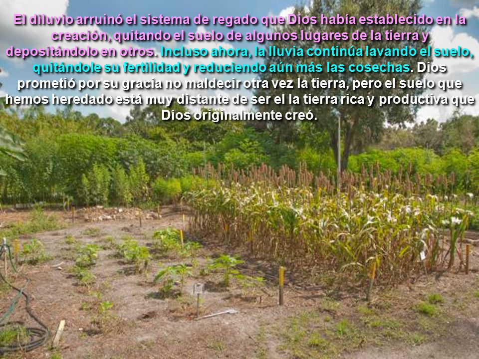 El diluvio arruinó el sistema de regado que Dios había establecido en la creación, quitando el suelo de algunos lugares de la tierra y depositándolo en otros.
