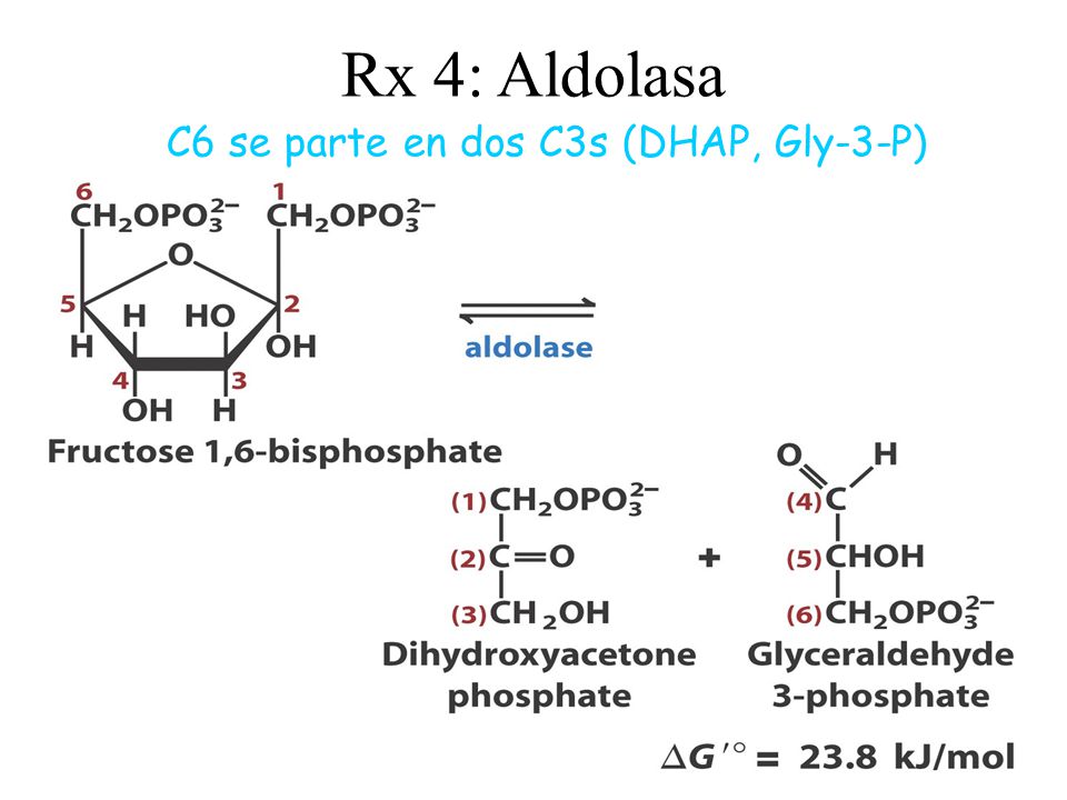 Rx 4: Aldolasa C6 se parte en dos C3s (DHAP, Gly-3-P)