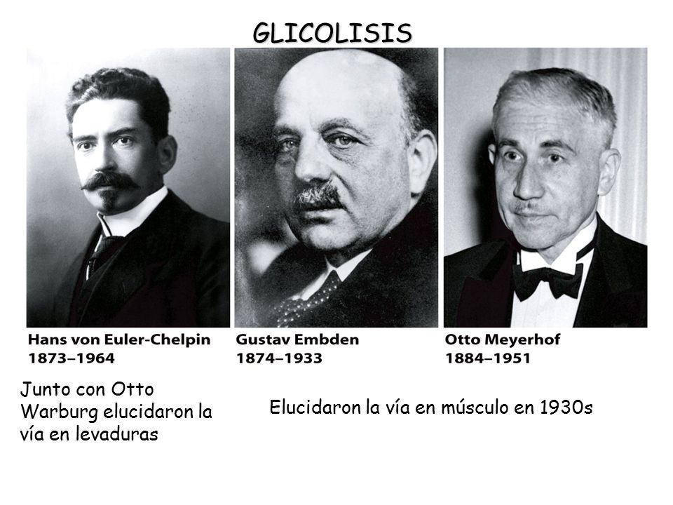 GLICOLISIS Junto con Otto Warburg elucidaron la vía en levaduras