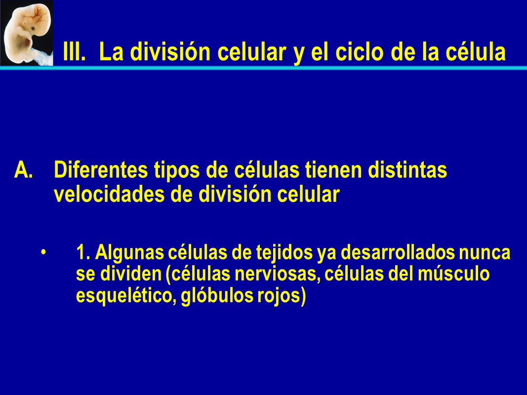 III. La división celular y el ciclo de la célula