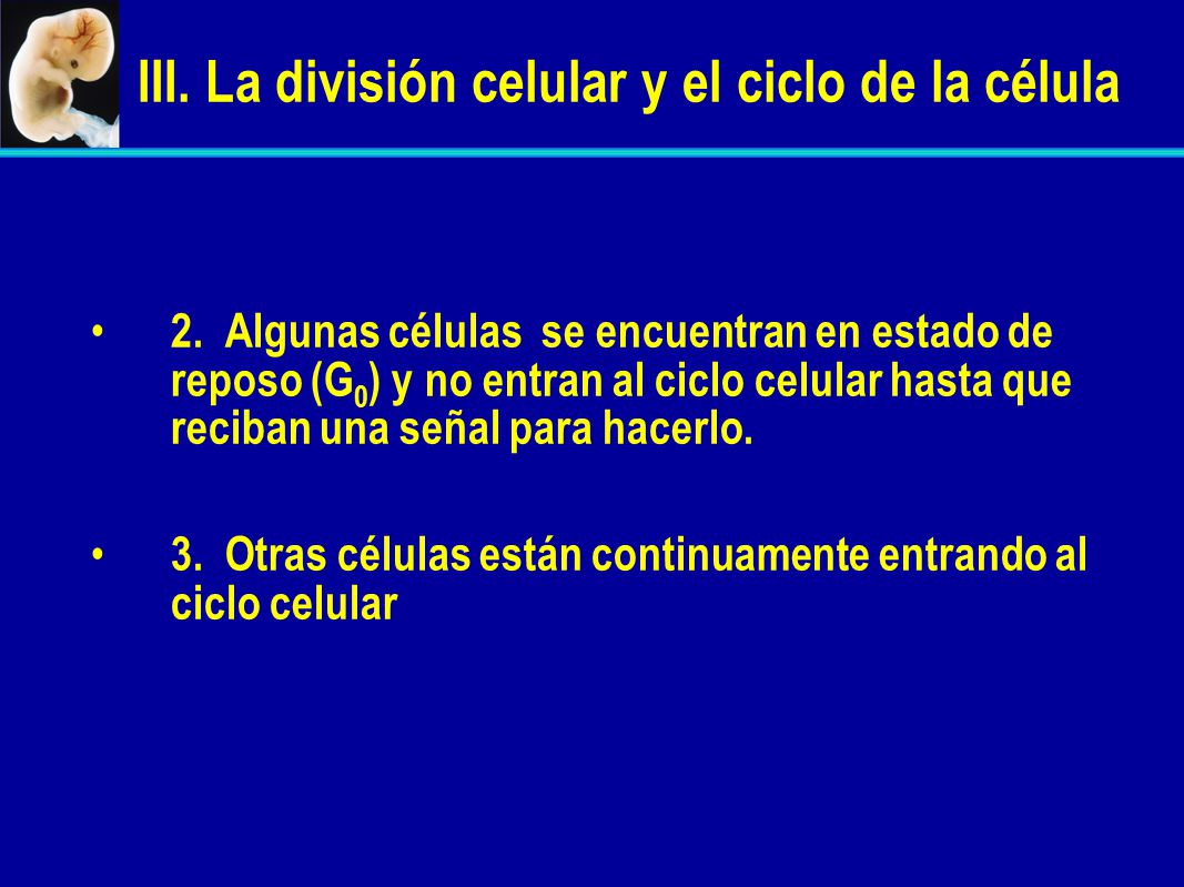 III. La división celular y el ciclo de la célula