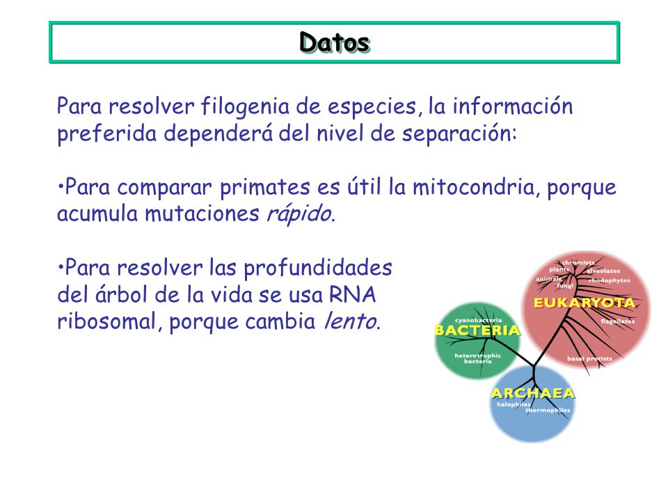 Datos Para resolver filogenia de especies, la información preferida dependerá del nivel de separación: