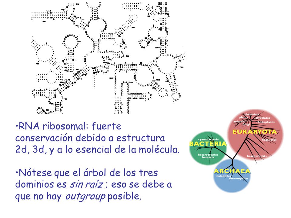 RNA ribosomal: fuerte conservación debido a estructura 2d, 3d, y a lo esencial de la molécula.