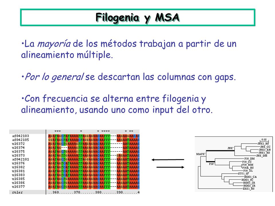Filogenia y MSA La mayoría de los métodos trabajan a partir de un alineamiento múltiple. Por lo general se descartan las columnas con gaps.