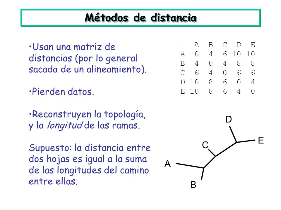 Métodos de distancia Usan una matriz de distancias (por lo general sacada de un alineamiento). Pierden datos.
