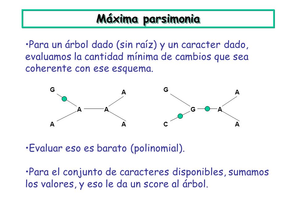 Máxima parsimonia Para un árbol dado (sin raíz) y un caracter dado, evaluamos la cantidad mínima de cambios que sea coherente con ese esquema.