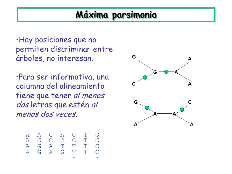 Máxima parsimonia Hay posiciones que no permiten discriminar entre árboles, no interesan.