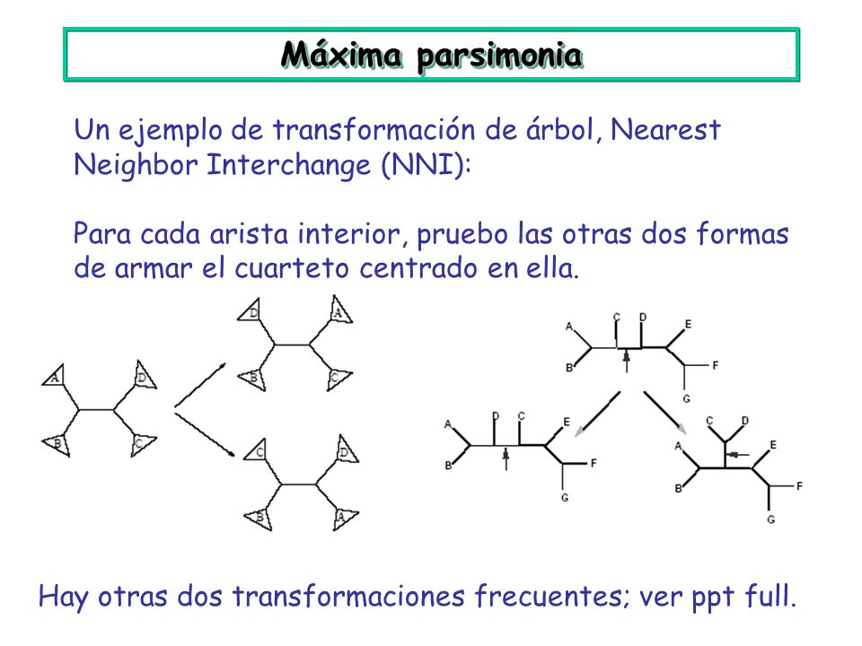 Máxima parsimonia Un ejemplo de transformación de árbol, Nearest Neighbor Interchange (NNI):