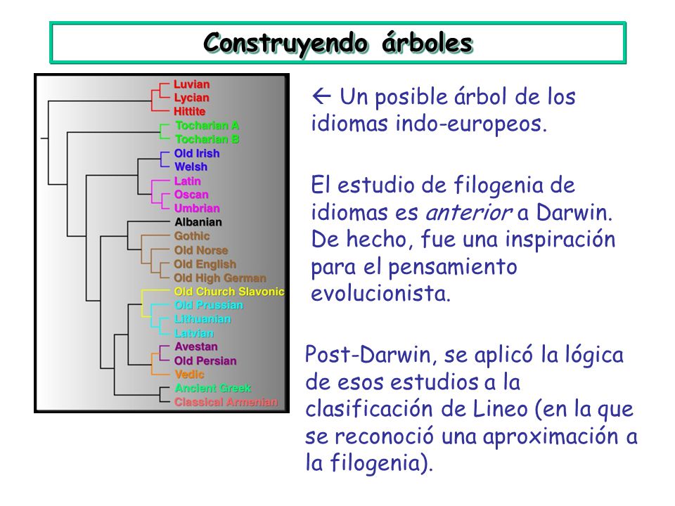 Construyendo árboles  Un posible árbol de los idiomas indo-europeos.