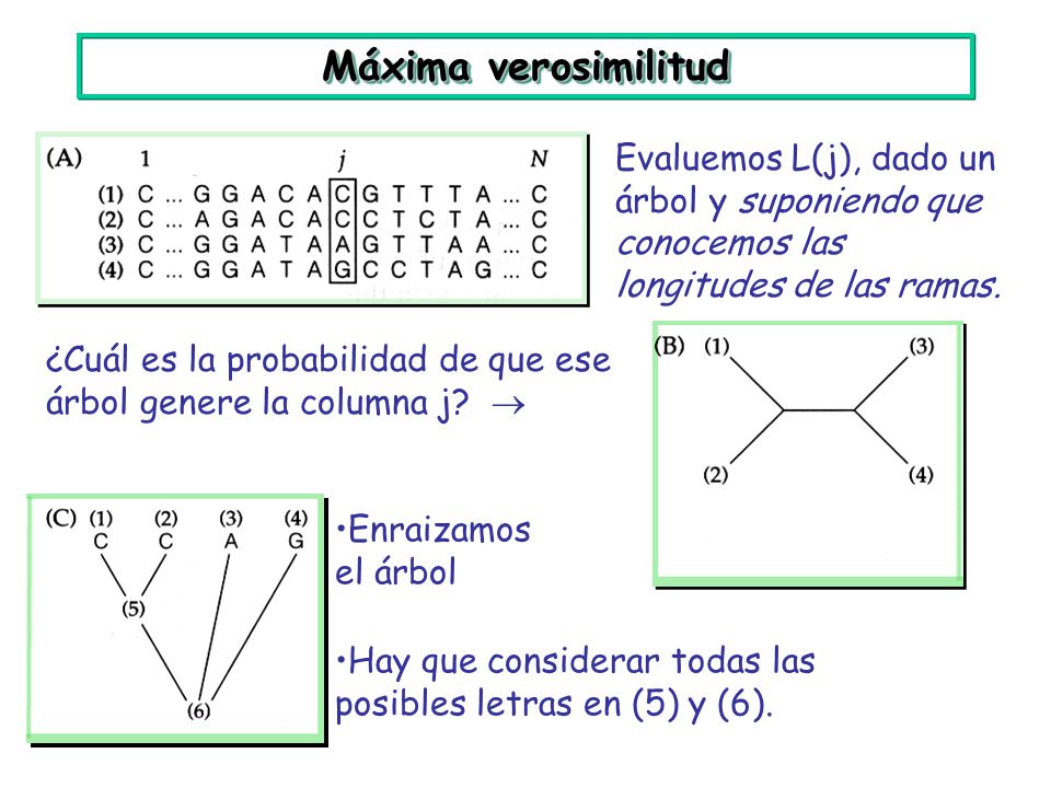 Máxima verosimilitud Evaluemos L(j), dado un árbol y suponiendo que conocemos las longitudes de las ramas.