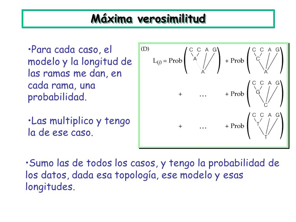 Máxima verosimilitud Para cada caso, el modelo y la longitud de las ramas me dan, en cada rama, una probabilidad.
