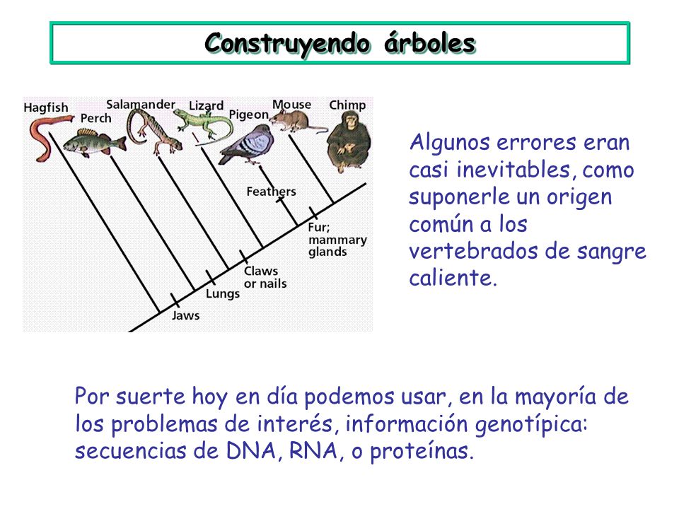 Construyendo árboles Algunos errores eran casi inevitables, como suponerle un origen común a los vertebrados de sangre caliente.