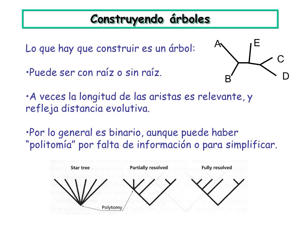 Construyendo árboles A E Lo que hay que construir es un árbol: C