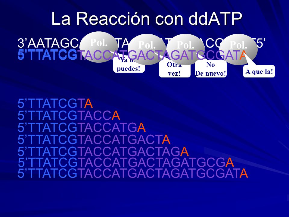 La Reacción con ddATP 5’TTATCGTA 5’TTATCGTACCATGACTAGATGCGATA