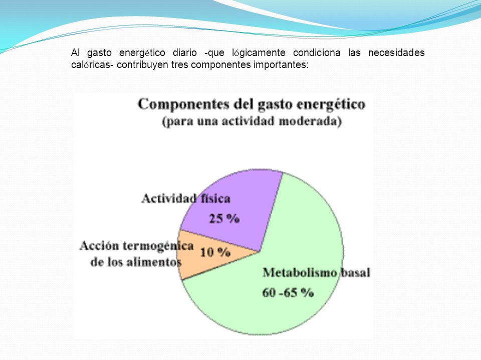 Al gasto energético diario -que lógicamente condiciona las necesidades calóricas- contribuyen tres componentes importantes: