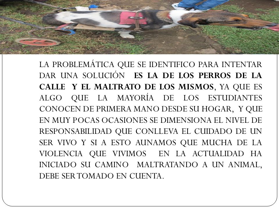 LA PROBLEMÁTICA QUE SE IDENTIFICO PARA INTENTAR DAR UNA SOLUCIÓN ES LA DE LOS PERROS DE LA CALLE Y EL MALTRATO DE LOS MISMOS, YA QUE ES ALGO QUE LA MAYORÍA DE LOS ESTUDIANTES CONOCEN DE PRIMERA MANO DESDE SU HOGAR, Y QUE EN MUY POCAS OCASIONES SE DIMENSIONA EL NIVEL DE RESPONSABILIDAD QUE CONLLEVA EL CUIDADO DE UN SER VIVO Y SI A ESTO AUNAMOS QUE MUCHA DE LA VIOLENCIA QUE VIVIMOS EN LA ACTUALIDAD HA INICIADO SU CAMINO MALTRATANDO A UN ANIMAL, DEBE SER TOMADO EN CUENTA.