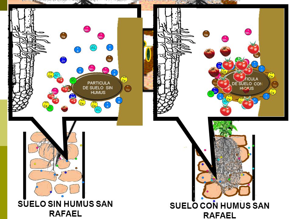 SUELO SIN HUMUS SAN RAFAEL SUELO CON HUMUS SAN RAFAEL