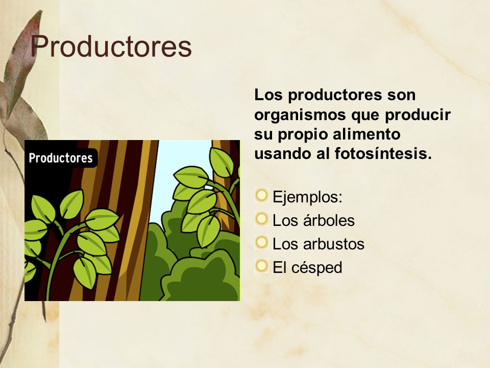 Productores Los productores son organismos que producir su propio alimento usando al fotosíntesis. Ejemplos: