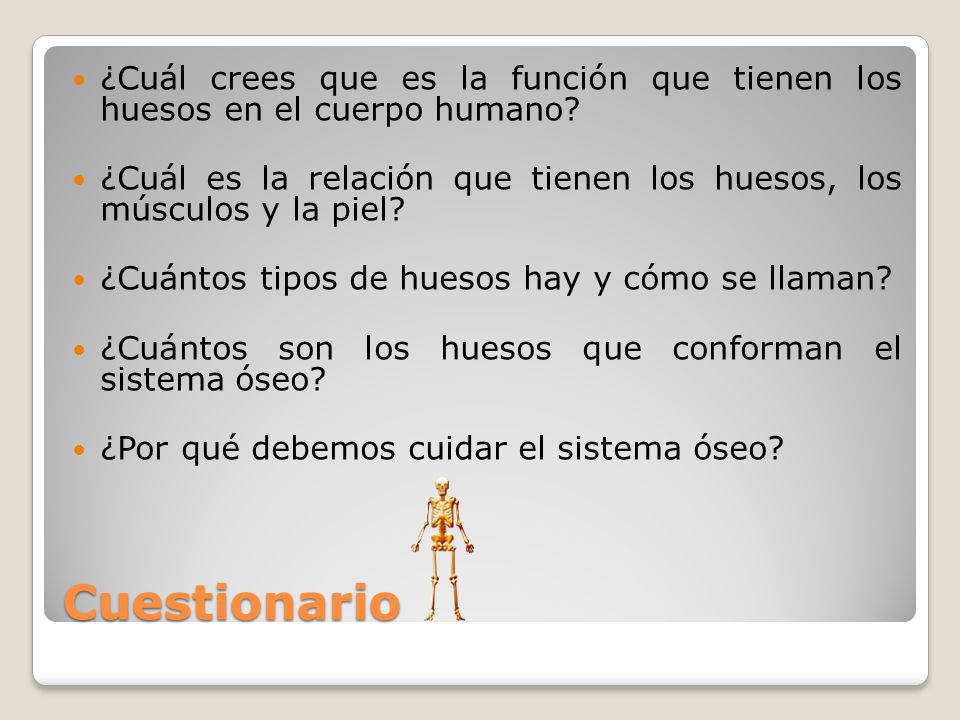 ¿Cuál crees que es la función que tienen los huesos en el cuerpo humano