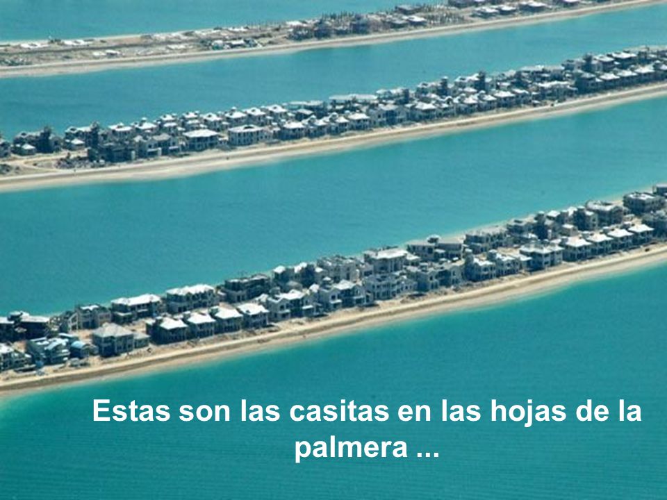 Estas son las casitas en las hojas de la palmera ...