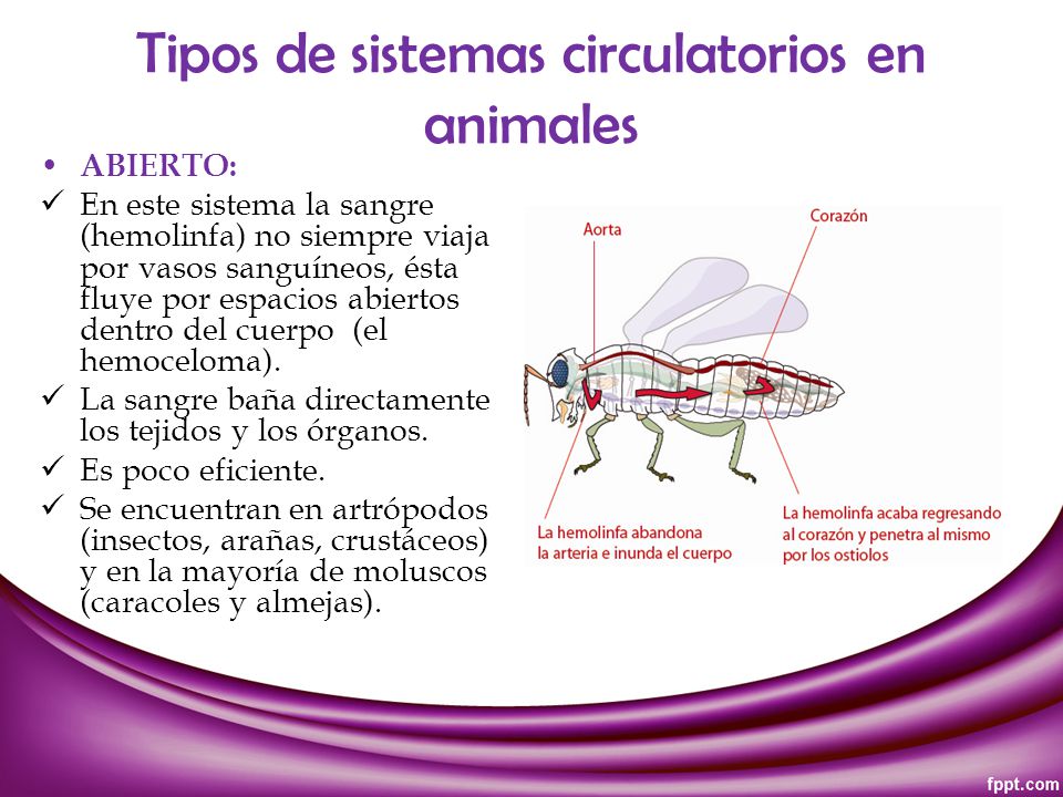 Tipos de sistemas circulatorios en animales