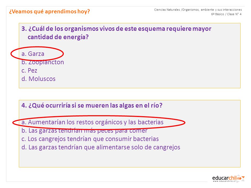 4. ¿Qué ocurriría si se mueren las algas en el río