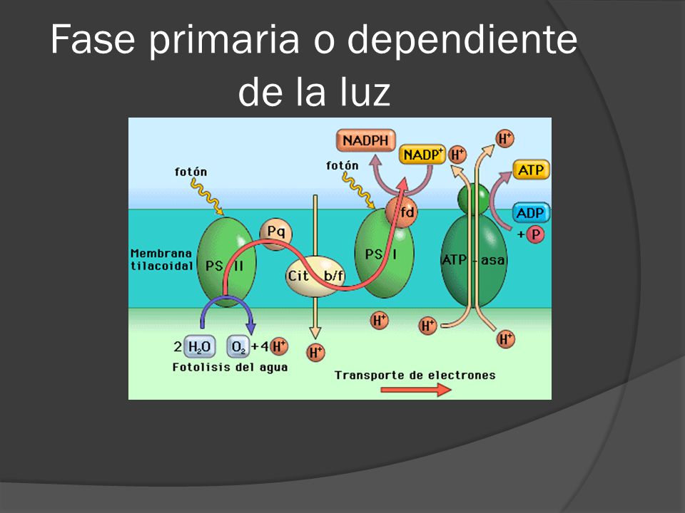 Fase primaria o dependiente de la luz