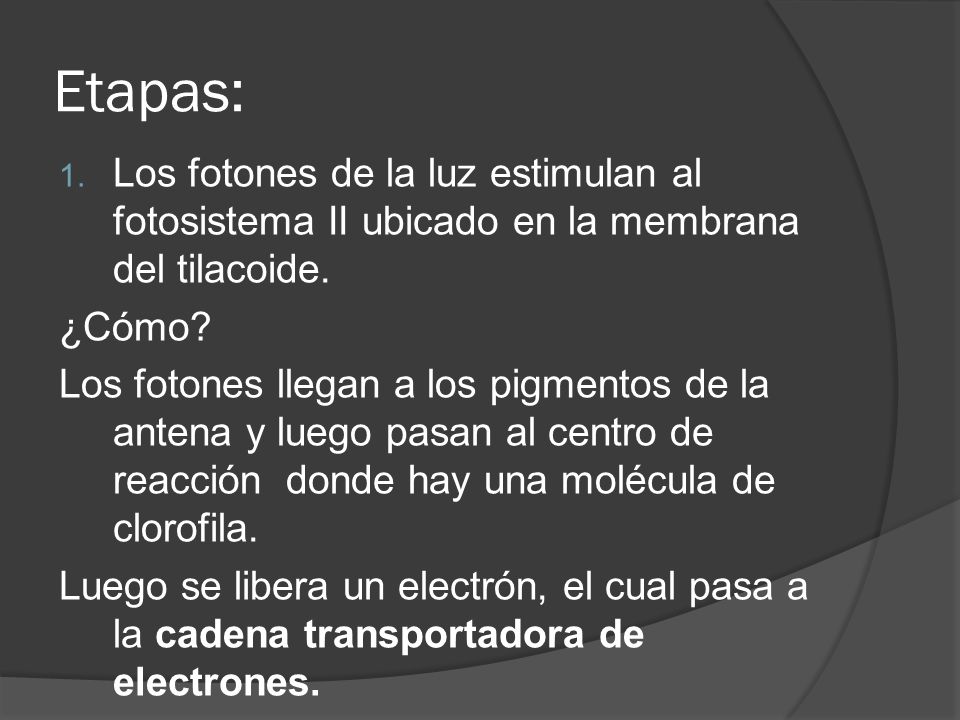 Etapas: Los fotones de la luz estimulan al fotosistema II ubicado en la membrana del tilacoide. ¿Cómo