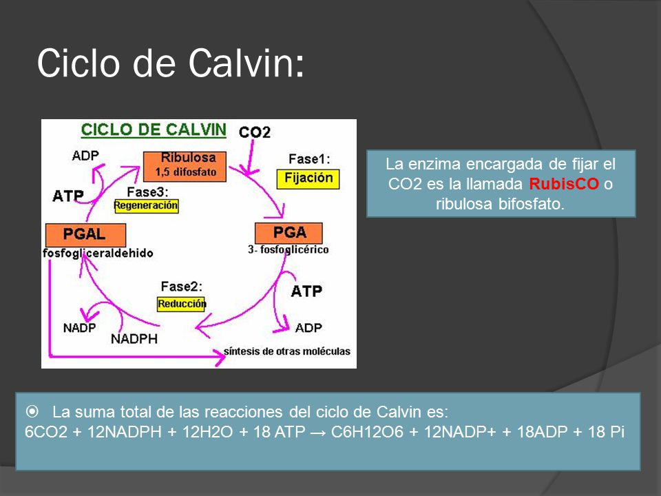 Ciclo de Calvin: La enzima encargada de fijar el CO2 es la llamada RubisCO o ribulosa bifosfato.