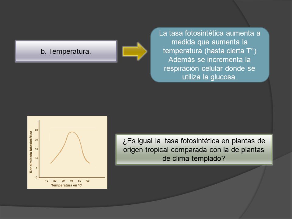 La tasa fotosintética aumenta a medida que aumenta la temperatura (hasta cierta T°)