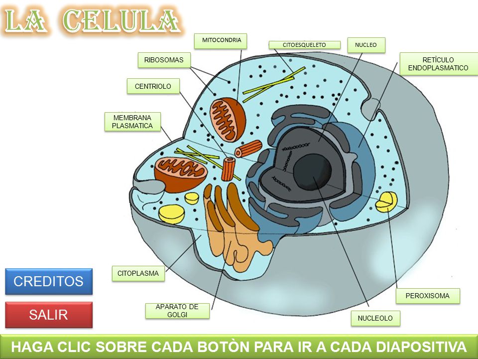 HAGA CLIC SOBRE CADA BOTÒN PARA IR A CADA DIAPOSITIVA