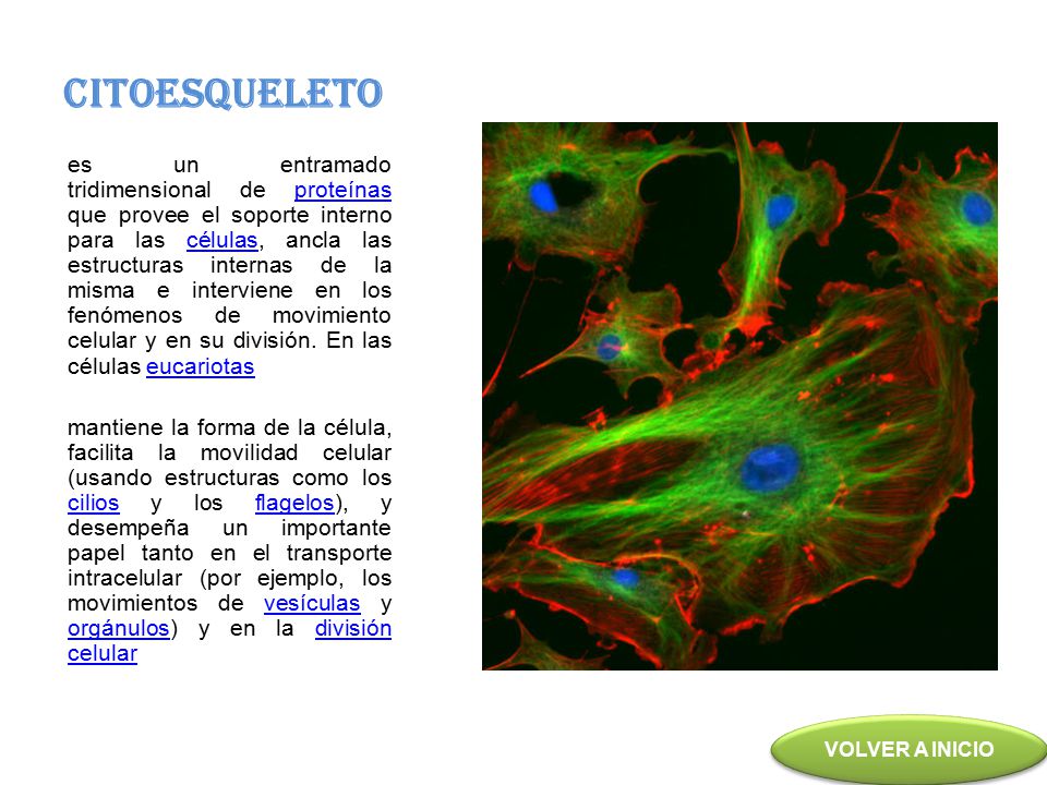 CITOESQUELETO