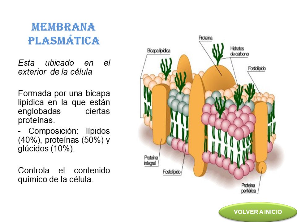 MEMBRANA PLASMÁTICA Esta ubicado en el exterior de la célula