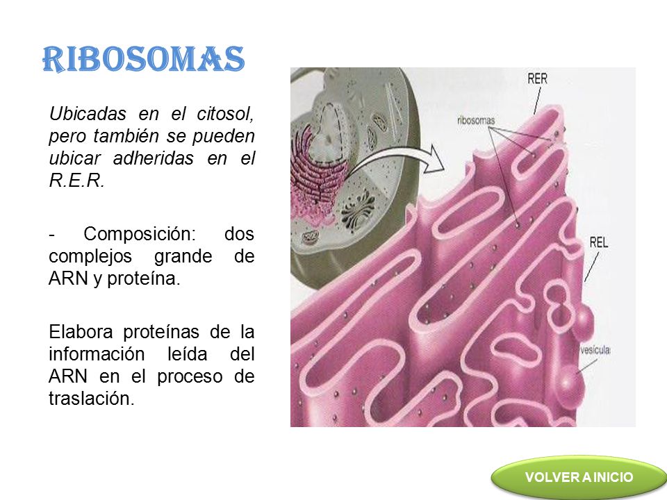 RIBOSOMAS Ubicadas en el citosol, pero también se pueden ubicar adheridas en el R.E.R. - Composición: dos complejos grande de ARN y proteína.