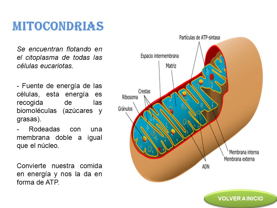 MITOCONDRIAS Se encuentran flotando en el citoplasma de todas las células eucariotas.